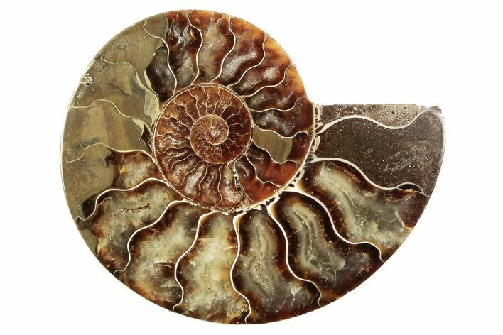 Cut & Polished Ammonite Fossil (Half) - Madagascar #191658